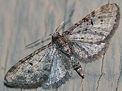 Geometrid Moth